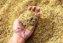 कृषि प्रधान मुलुक नेपालमा १२ अर्ब ४३ करोड बराबरको धान आयात