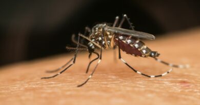 डेंगुको संक्रमण बढ्दै, काठमाडौं र झापामा सबैभन्दा धेरै संक्रमित